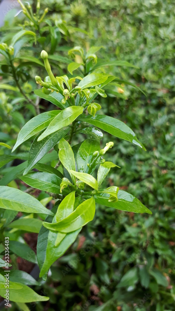 fresh green leaves