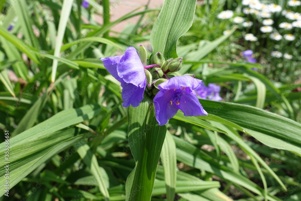 Closed buds and purple flowers of Tradescantia virginiana in May