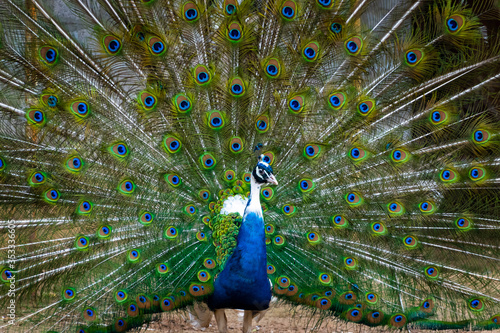 Close up of colorful peacock tail feathers. Majestic pheasant mating ritual at the bird farm.