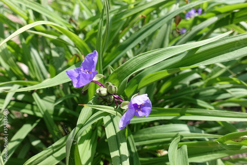 Buds and purple flowers of Tradescantia virginiana in May photo