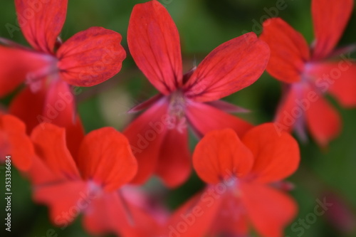 Blüten rot