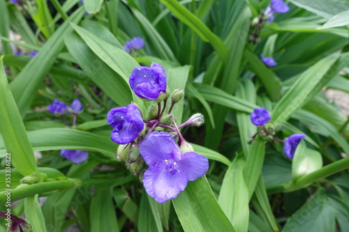 Multiple purple flowers of Tradescantia virginiana in June