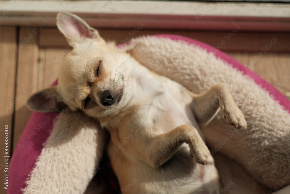 Closeup portrait of small funny beige mini chihuahua dog, puppy laying in dog bed Closeup portrait of small funny beige mini chihuahua dog, puppy laying in dog bed