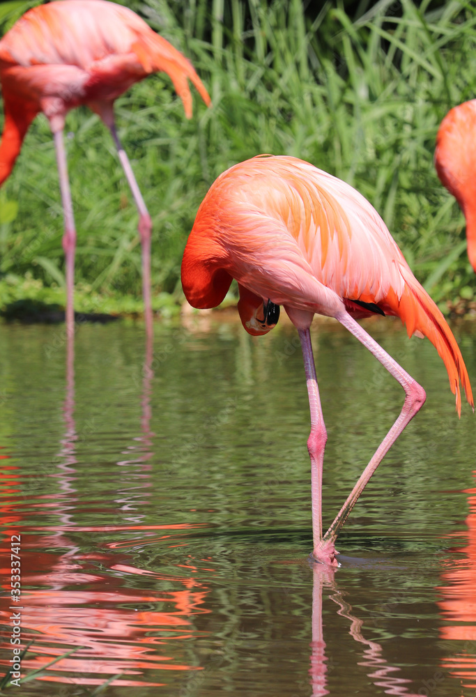 A pink and red Greater flamingo bird standing and chilling A pink and red Greater flamingo bird standing and chilling