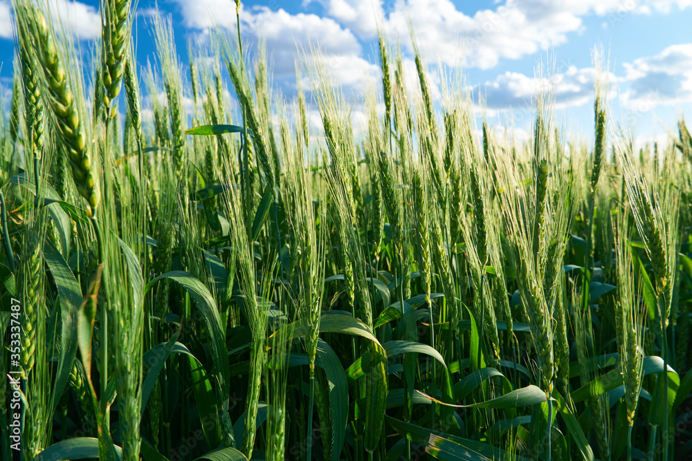 Obraz premium green wheat field on blue sky background