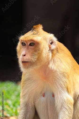Sergeant Golden monkey  Golden macaque with Awesome eyes