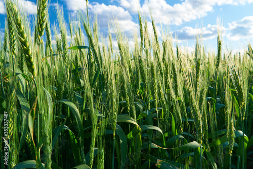 green wheat field on blue sky background