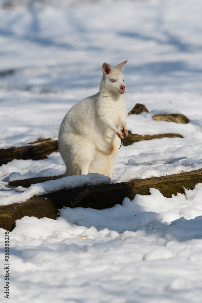 Red-necked Wallaby - Macropus rufogriseus, popular mammal from Australian bushes and savannas. Red-necked Wallaby - Macropus rufogriseus, popular mammal from Australian bushes and savannas.
