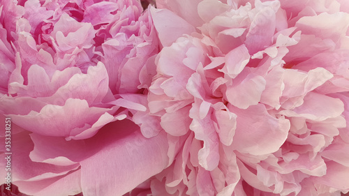 Closeup peony rose flowers macro floral pink peonies background