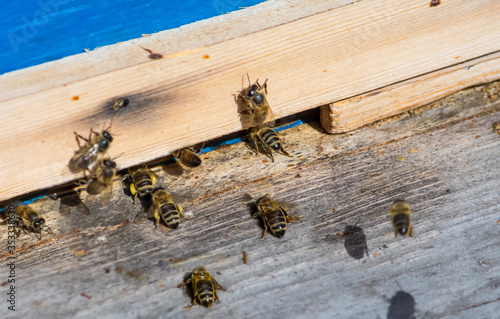worker bees carry nectar and pollen to the hive