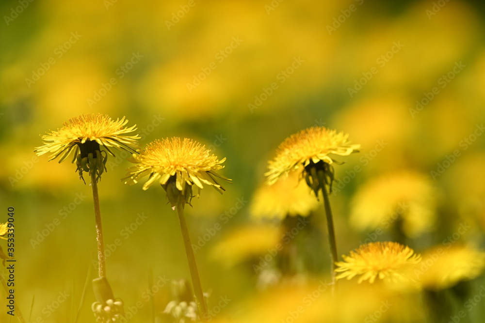 background, beautiful, beauty, bloom, blooming, blossom, bokeh, botany, bright, close-up, color, dandelion, dandelion flower photo, field, flora, flower, freedom, garden, grass, green, green leaf, idy background, beautiful, beauty, bloom, blooming, blossom, bokeh, botany, bright, close-up, color, dandelion, dandelion flower photo, field, flora, flower, freedom, garden, grass, green, green leaf, idy