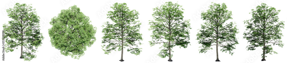 Set or collection of green elm trees isolated on white background. Concept or conceptual 3d illustration for nature, ecology and conservation, strength and endurance, force and life Set or collection of green elm trees isolated on white background. Concept or conceptual 3d illustration for nature, ecology and conservation, strength and endurance, force and life