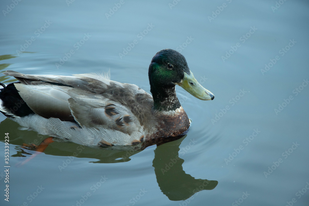 Fototapeta premium Ente schwimmt im fluss