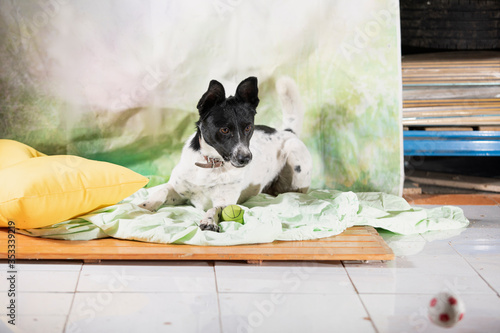 volunteer play with puppyin ball in nursery for dogs. Concept of volunteering and animal shelters photo