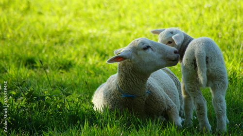 Schaf - "eine Mutter-Kind-Beziehung ist da"