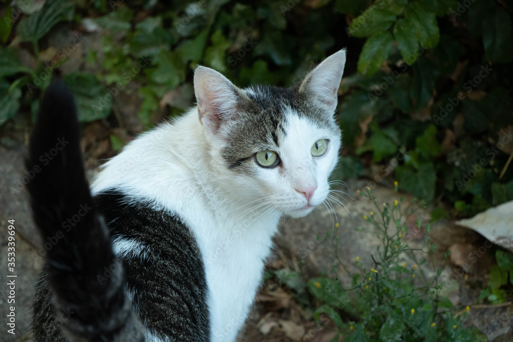 Straßenkatze Straßenkatze