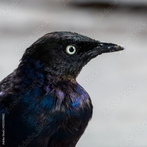 Rüppell's starling Lamprotornis purpuroptera, adult staring, Serengeti, Tanzania, January 2020