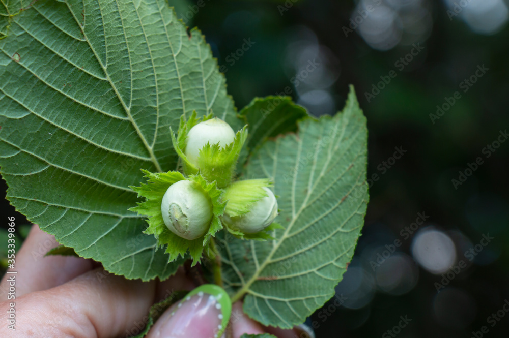Young nuts, green nuts, grow on a tree in a summer forest Young nuts, green nuts, grow on a tree in a summer forest