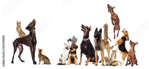 set of pets look up full length