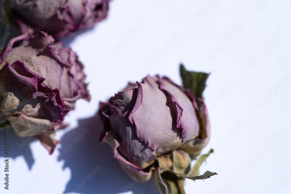 Obraz premium 薔薇のドライフラワー