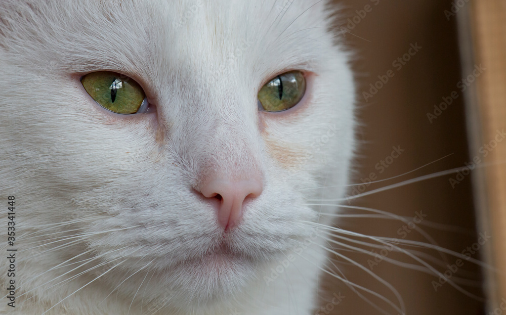 white cat with green eyes, hunter look white cat with green eyes, hunter look