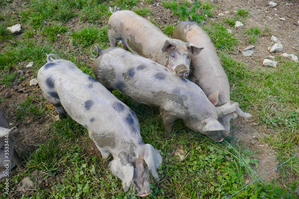 Piglets and pigs on a farm in the mud. Pigs eat and bathe in the swamp. Piglets and pigs on a farm in the mud. Pigs eat and bathe in the swamp.