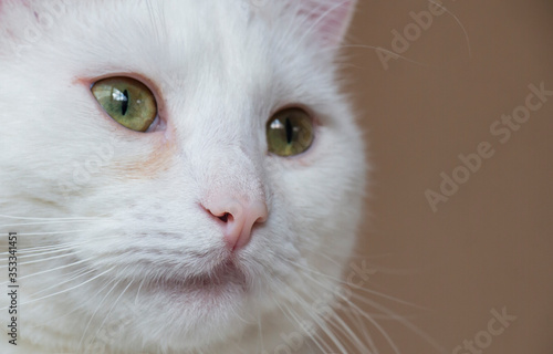 white cat with green eyes, hunter look