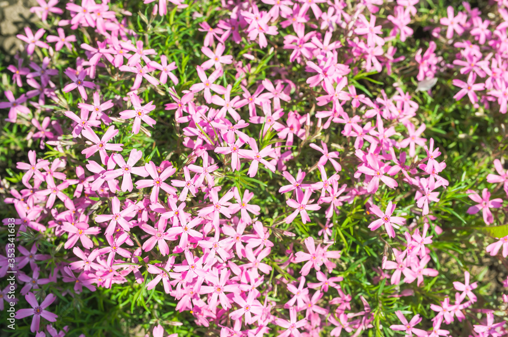 Naklejka premium Floral texture, pink floral background of small flowers