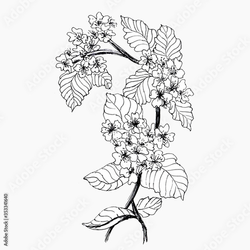 Flowering apple tree. Black and white graphics