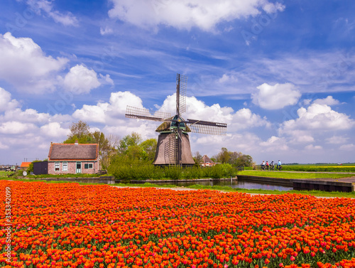 Typical Dutch landscape; windmill in a field with orange tulips and cyclists passing by