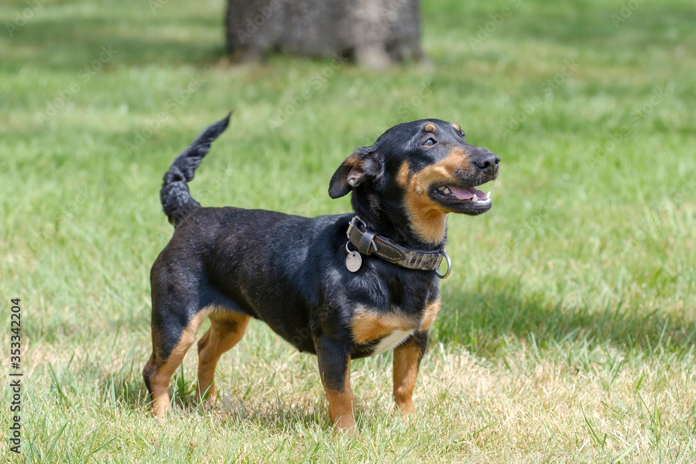 Black and tan Jack Russell Terrier posing in full body, stands in the grass with shadow Black and tan Jack Russell Terrier posing in full body, stands in the grass with shadow