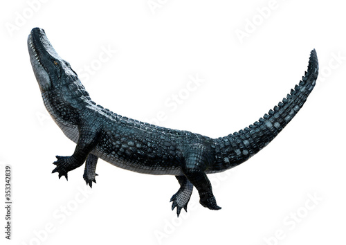 3D Rendering Black Alligator on White © photosvac