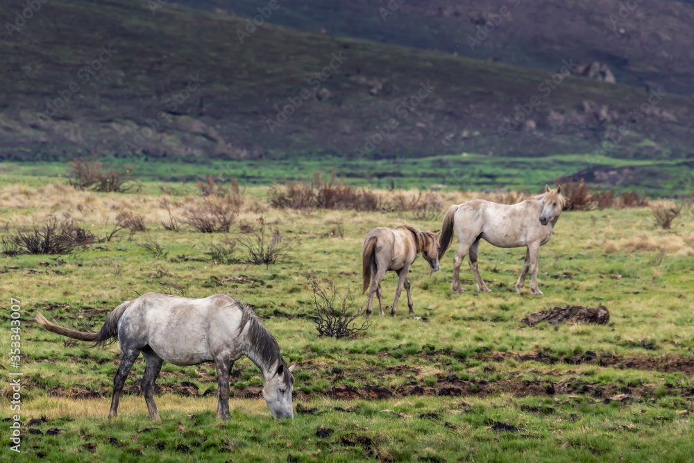 Wild horses - so called Brumbies - in the Kosciuszko National Park in New South Wales, Australia at a cloudy day in summer. Wild horses - so called Brumbies - in the Kosciuszko National Park in New South Wales, Australia at a cloudy day in summer.