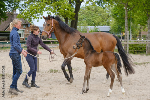 A little brown foal,horse standing next to the mother. Two women hold the horses, during the day with a countryside landscape