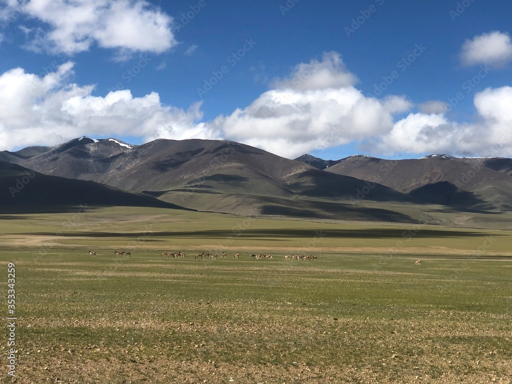 Blumenwiese im Himalaya, Tibet