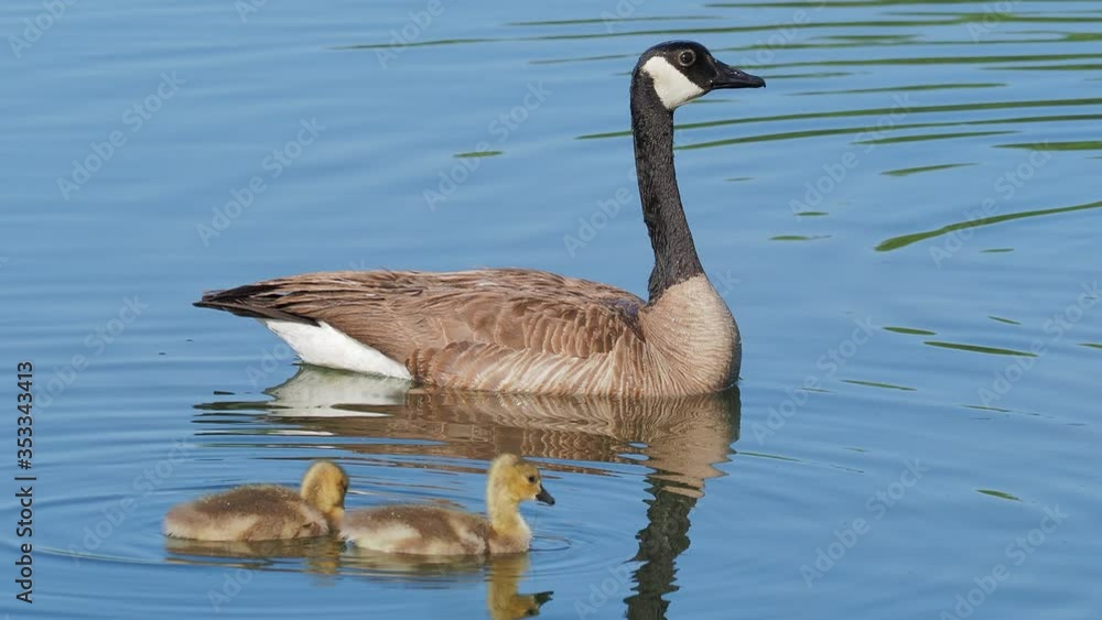 Close up of Canada goose and its child Close up of Canada goose and its child