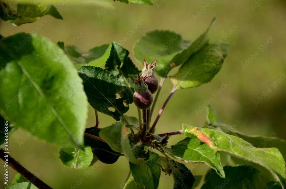 two unripe apples. Close up of branch with young green fruits and green leaves on green background. apple tree growing in the garden, farming organic products. two unripe apples. Close up of branch with young green fruits and green leaves on green background. apple tree growing in the garden, farming organic products.