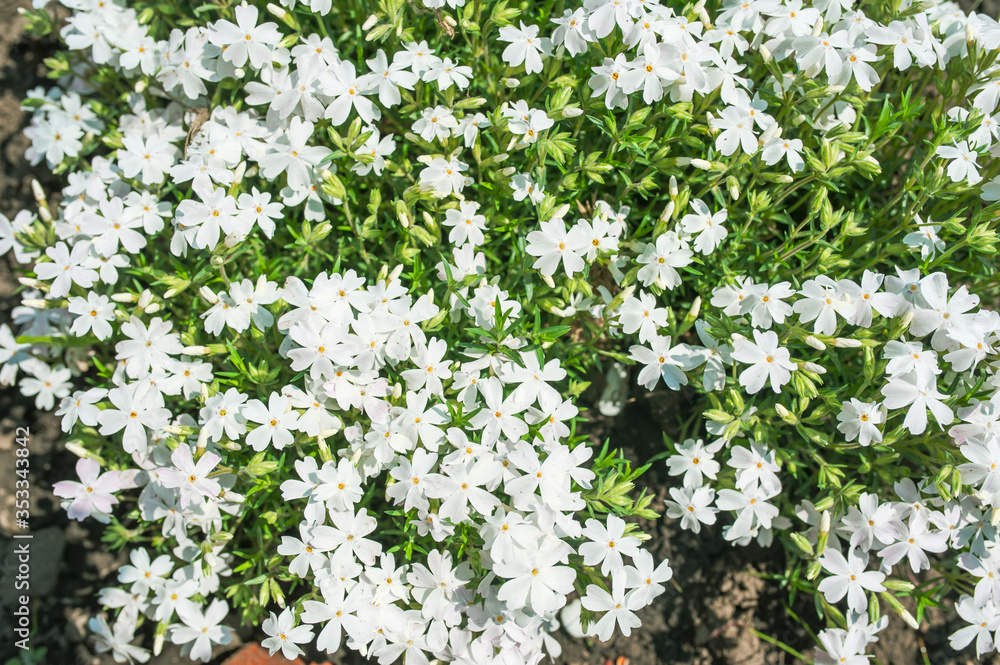 Floral texture, white floral background of small flowers