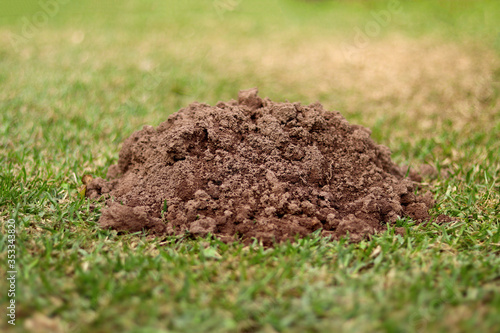 Mole Hill On Grass Lawn
