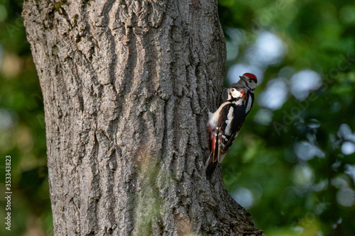 adult and juvenile great spotted woodpecker on tree together 