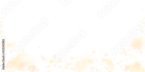 Yellow orange flower petals falling down. Cool rom