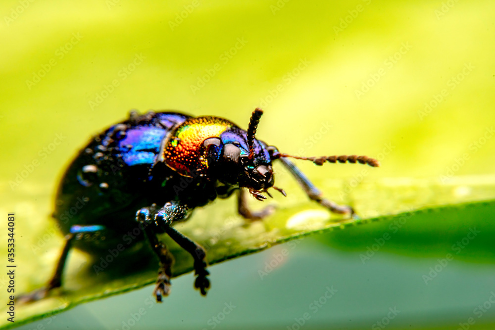 Fototapeta premium A close up of a tiny metallic iridescent insect