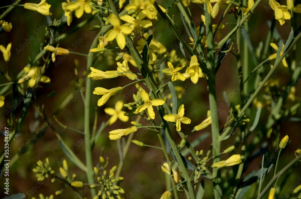 cabbage bloom, many little yellow cabbage flowers. vegetable growing in the garden, farming organic products. cabbage bloom, many little yellow cabbage flowers. vegetable growing in the garden, farming organic products.