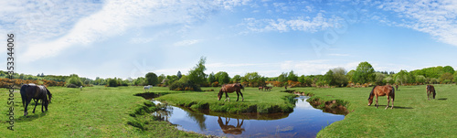 New Forest Horses