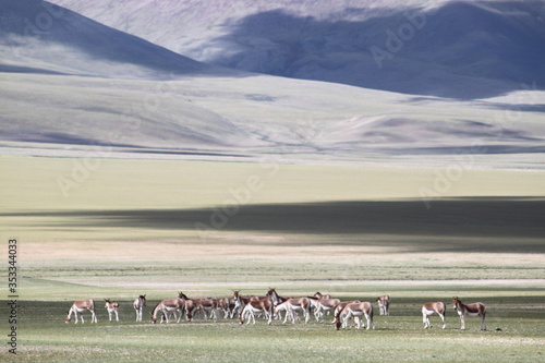 wildesel im Himalaya Tibet