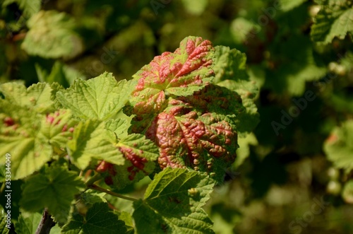 close up currant leaves affected by red spots, berry bush disease - red aphid or fungal disease anthracnose, growing berries on the farm photo