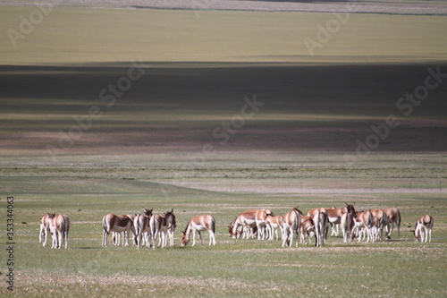 wildesel im himalaya Tibet
