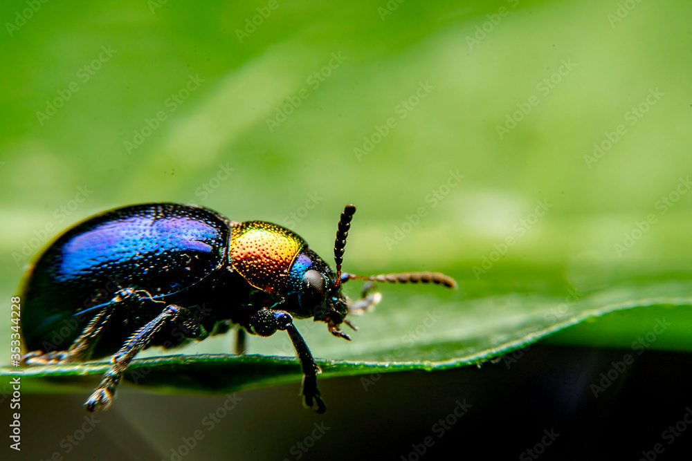 A close up of a tiny metallic iridescent insect A close up of a tiny metallic iridescent insect