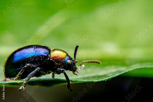  A close up of a tiny metallic iridescent insect