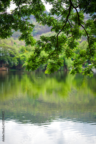 Large, multi-year-old perennial trees with green leaves around the reservoir It is a place for people to relax and exercise in public parks in Chiang Mai.